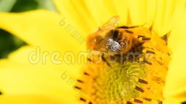 在美丽的<strong>夏日午后</strong>，蜜蜂在向日葵上觅食